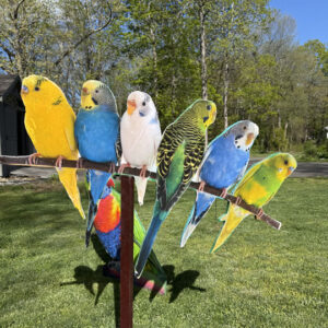 Bird 1