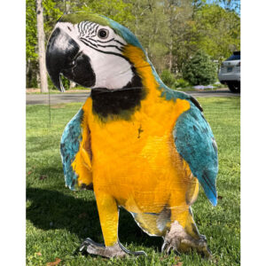 Bird 10