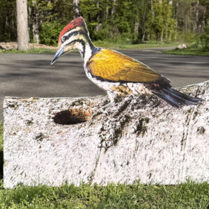 Bird 11
