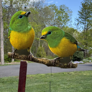 Bird 15