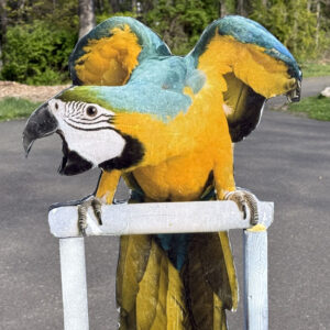 Bird 18