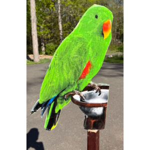 Bird 23