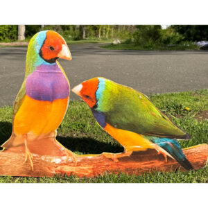 Bird 27