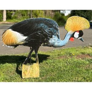 Bird 31